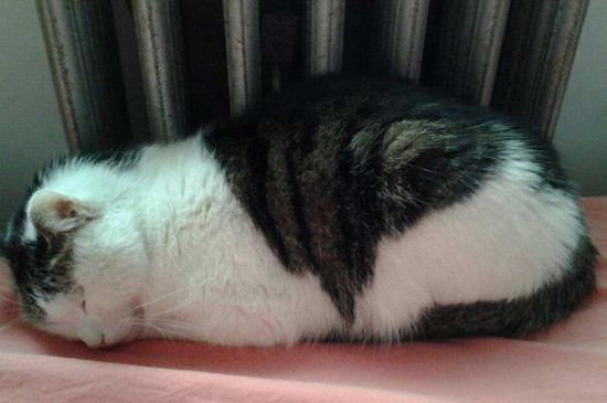 家里没人猫咪怎么处理