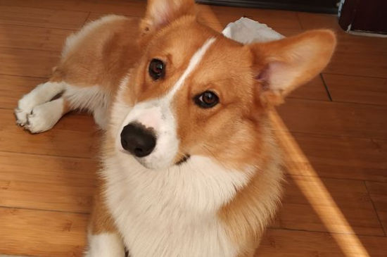 狗狗肚子胀很硬总喝水
