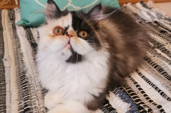 猫呛奶进肺里有救吗