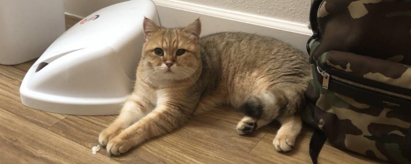 人用的眼药水猫能用吗