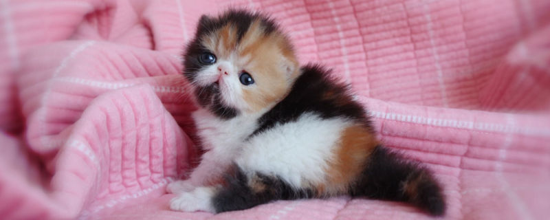 养波斯猫会臭吗