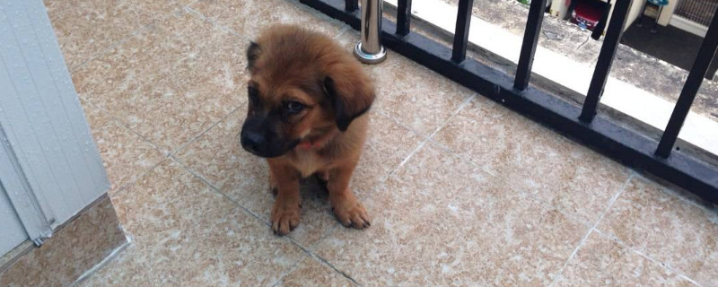 幼犬几个月可以打狂犬