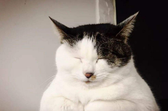 猫体外驱虫多久可以舔