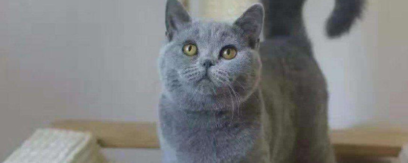 幼猫感染猫鼻支怎么办