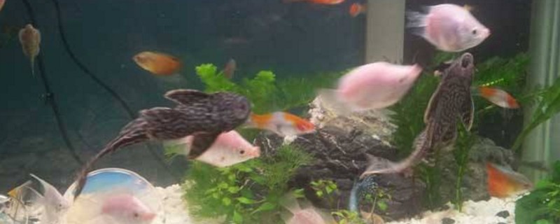 清道夫鱼饿的表现
