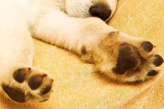 狗狗耳朵烫怎么回事