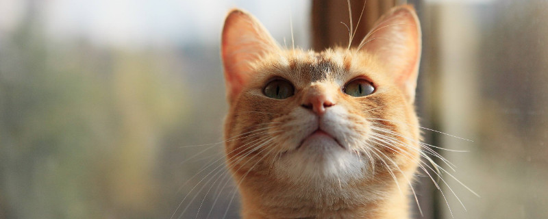 猫瘟在衣服上存活吗