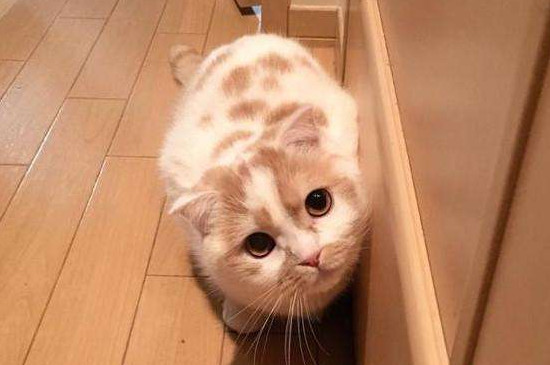 猫咪知错的表现