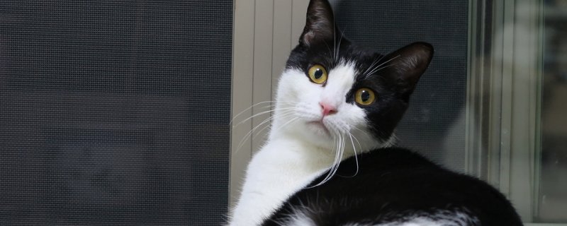 猫没打疫苗可以绝育吗
