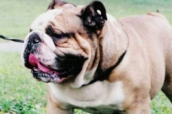 英国斗牛犬几个月爆头，7个月时头变大开始爆头