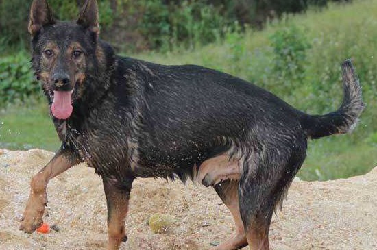 为什么养昆明犬的不多，这4个原因导致养昆明犬的人少