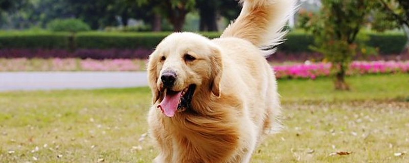 狗狗拉黄便便糊状的