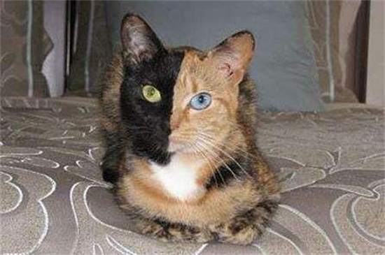 吹干毛猫妙招