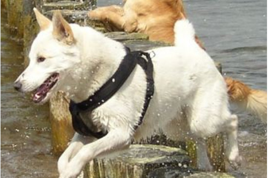 卡南犬值多少钱一只，卡南犬图片和价格信息