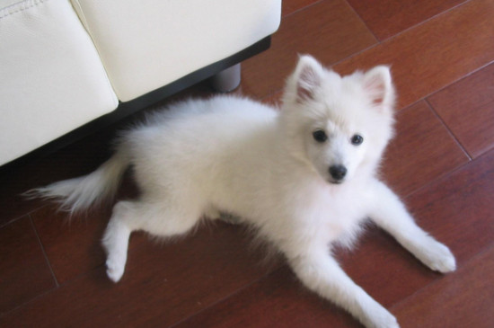 银狐犬好养吗，养银狐犬的注意事项