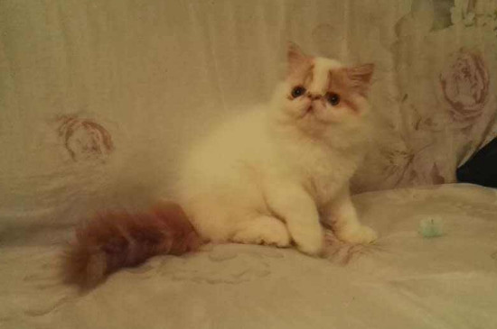 猫吐透明粘稠液体