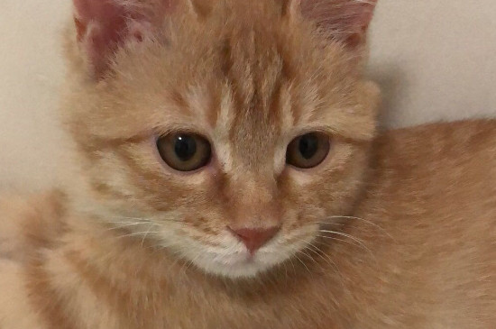 猫瘟呕吐频率
