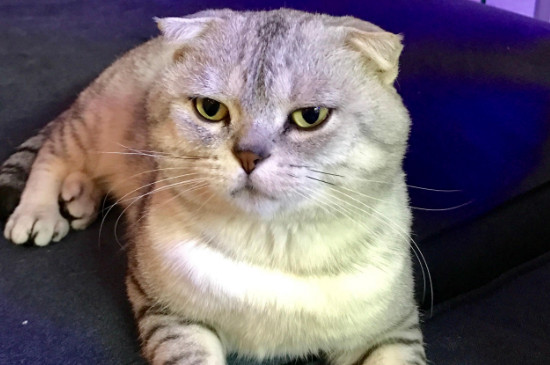 猫老叫怎么让他闭嘴，怎么才能不让猫咪乱叫
