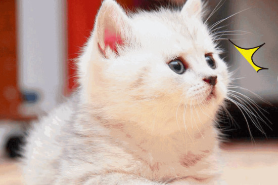 母猫几个月会发情