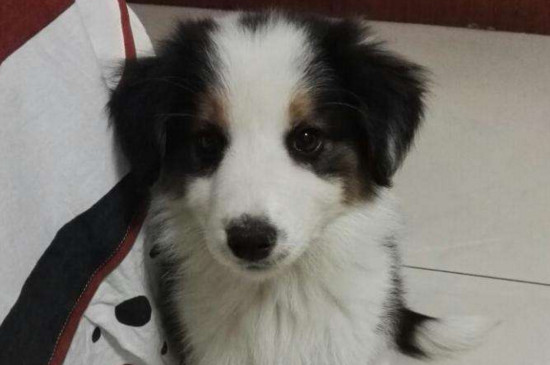 边境牧羊犬的缺点