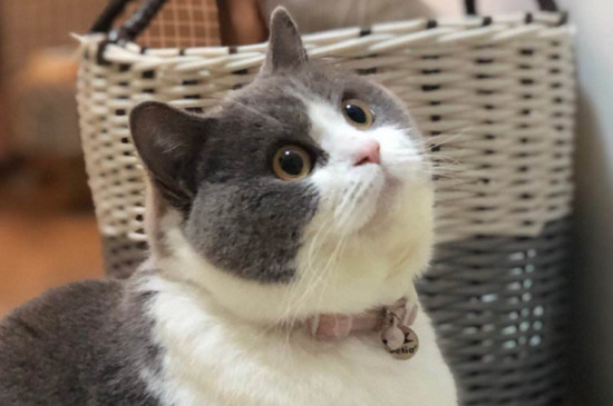 幼猫能喝酸奶吗，猫喝酸奶好吗