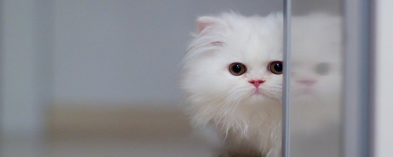猫绝育前一定要打疫苗吗