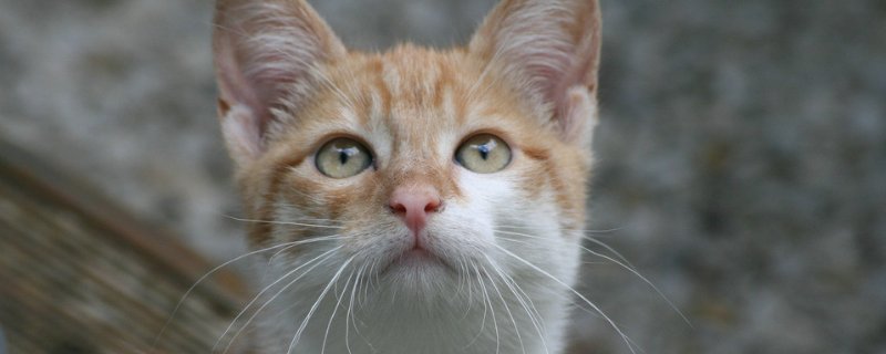 幼猫多大可以吃不泡的猫粮