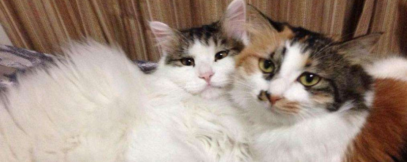 猫舔毛会吃肚子里吗