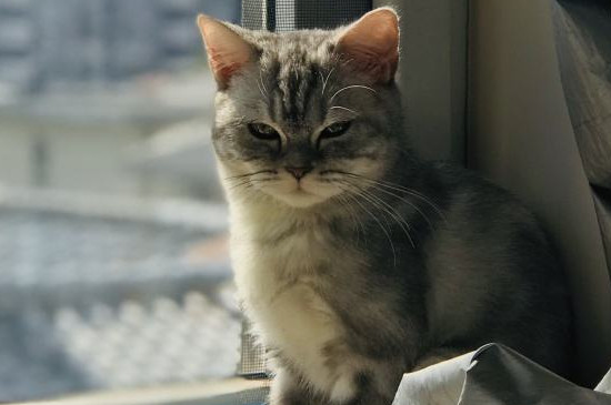 打猫一次记仇几天