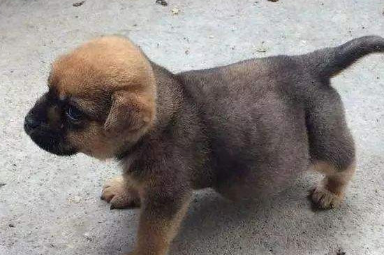 狗狗肚子大是什么原因