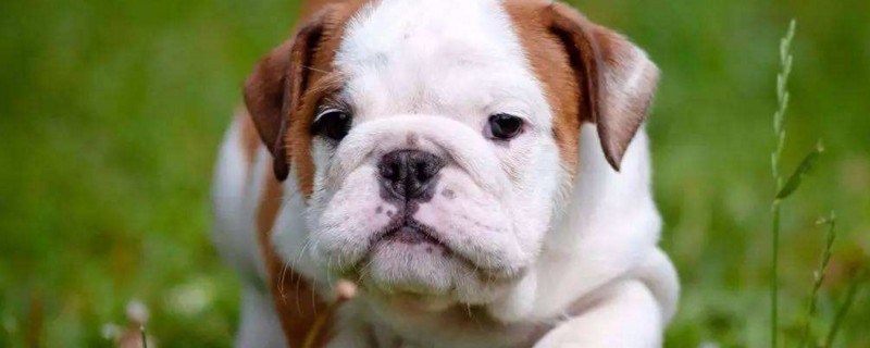 新手怎么养好斗牛犬