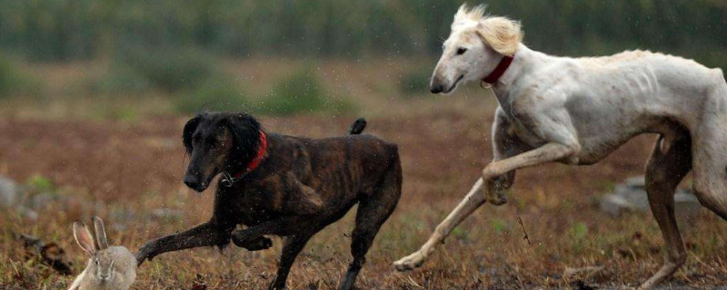 细狗聪明吗