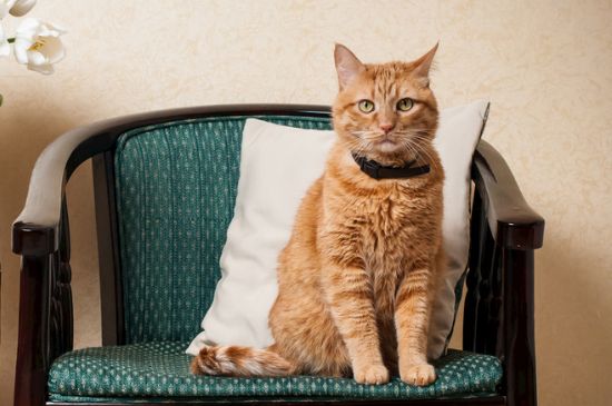 猫一直发出震动的声音