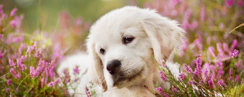 狗狗冬天怕冷吗