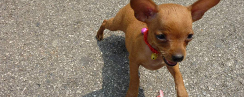 小鹿犬生病的症状