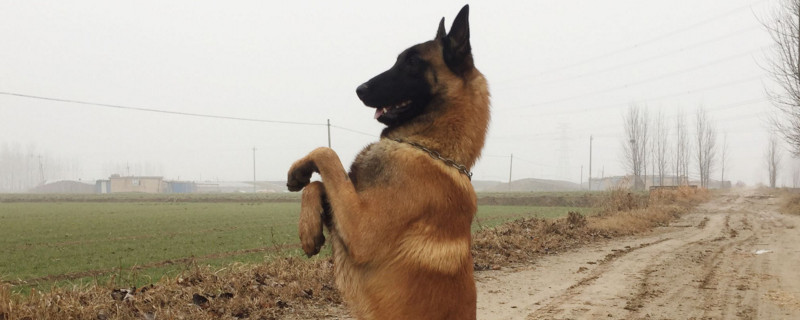 马犬不听话怎么办