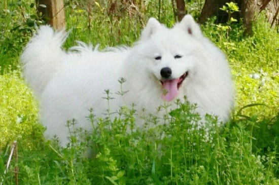 适合家养的中型犬