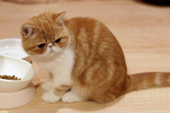 养猫一定会得病吗，养猫的人容易得什么病