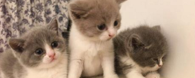 小猫多大母猫才不挪窝