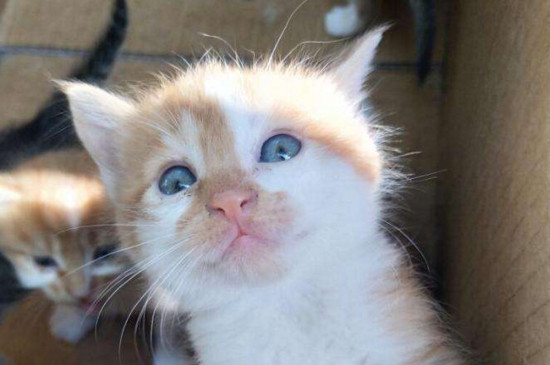 猫为什么喜欢喝酸奶