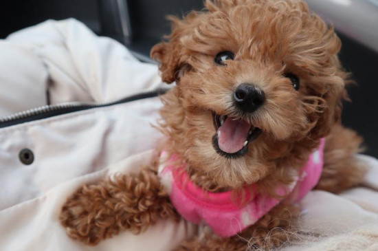葡萄牙水犬和泰迪区别