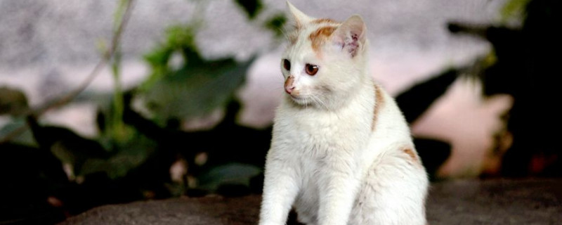 摸完流浪猫怎么处理，注意洗手消毒别传染给家猫
