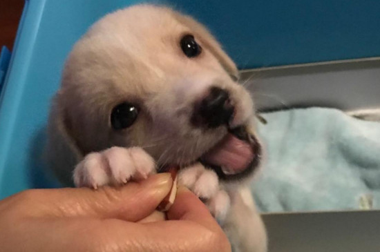 怎样让幼犬晚上不哼唧