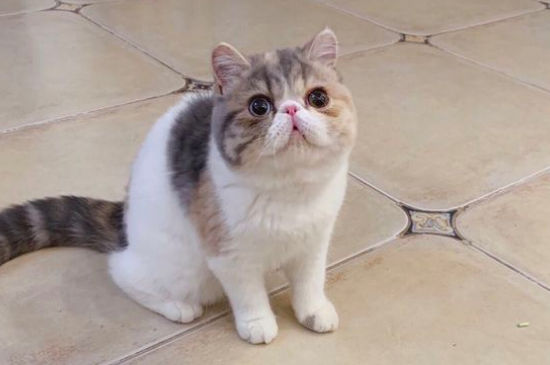 加菲猫为什么叫醒主人