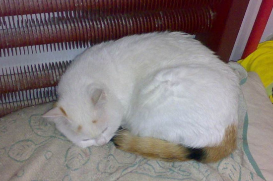 小猫的胡子为什么断了
