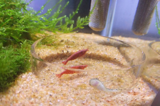 观赏虾繁殖需要隔离吗