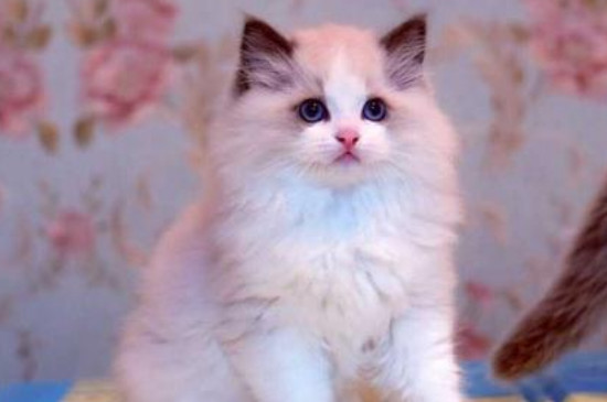 猫流口水是怎么回事
