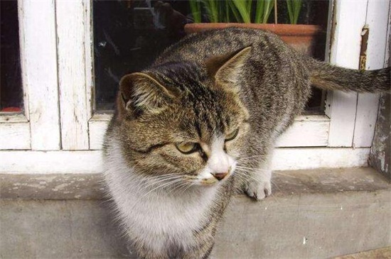 猫咪一年生几窝