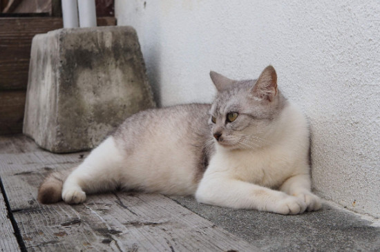 猫换环境的应激期多长