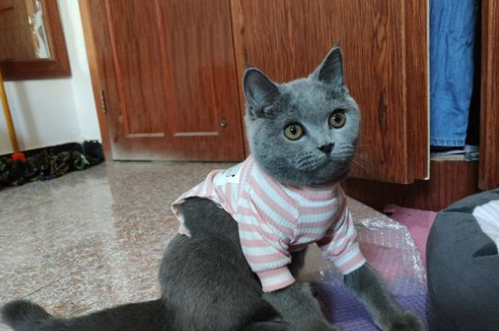 猫藓后期症状
